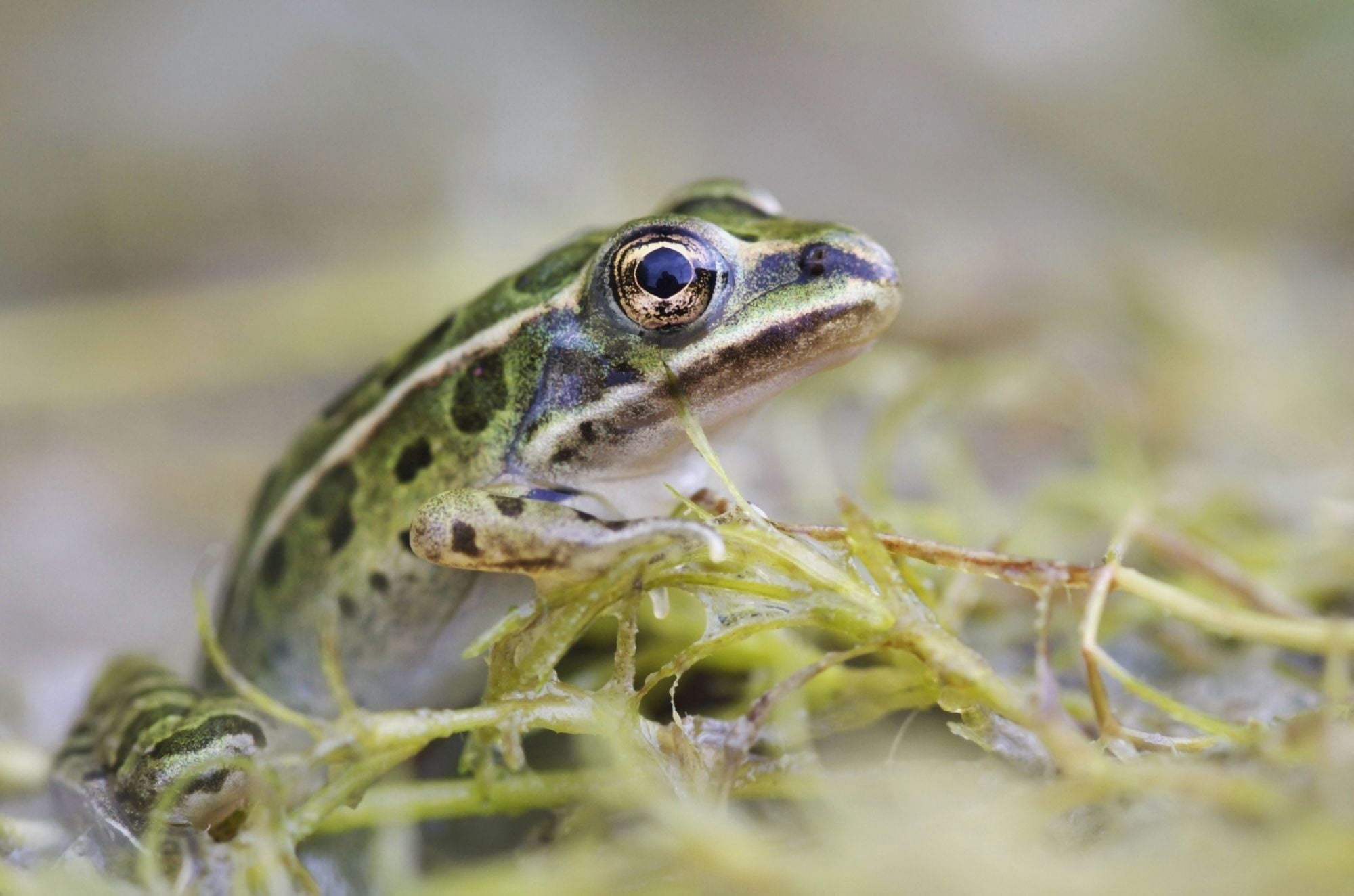 Northern Leopard Frog Les Cedres Quebec Canada Canvas Art - Steeve Marcoux Design Pics (38 x 24)