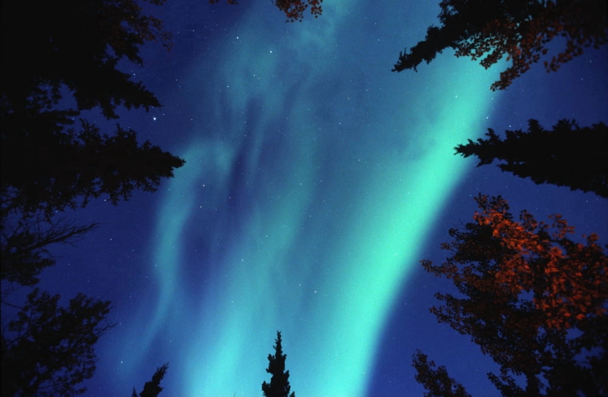 Northern Lights Between Trees Yukon Canvas Art - Robert Postma Design Pics (36 x 24)