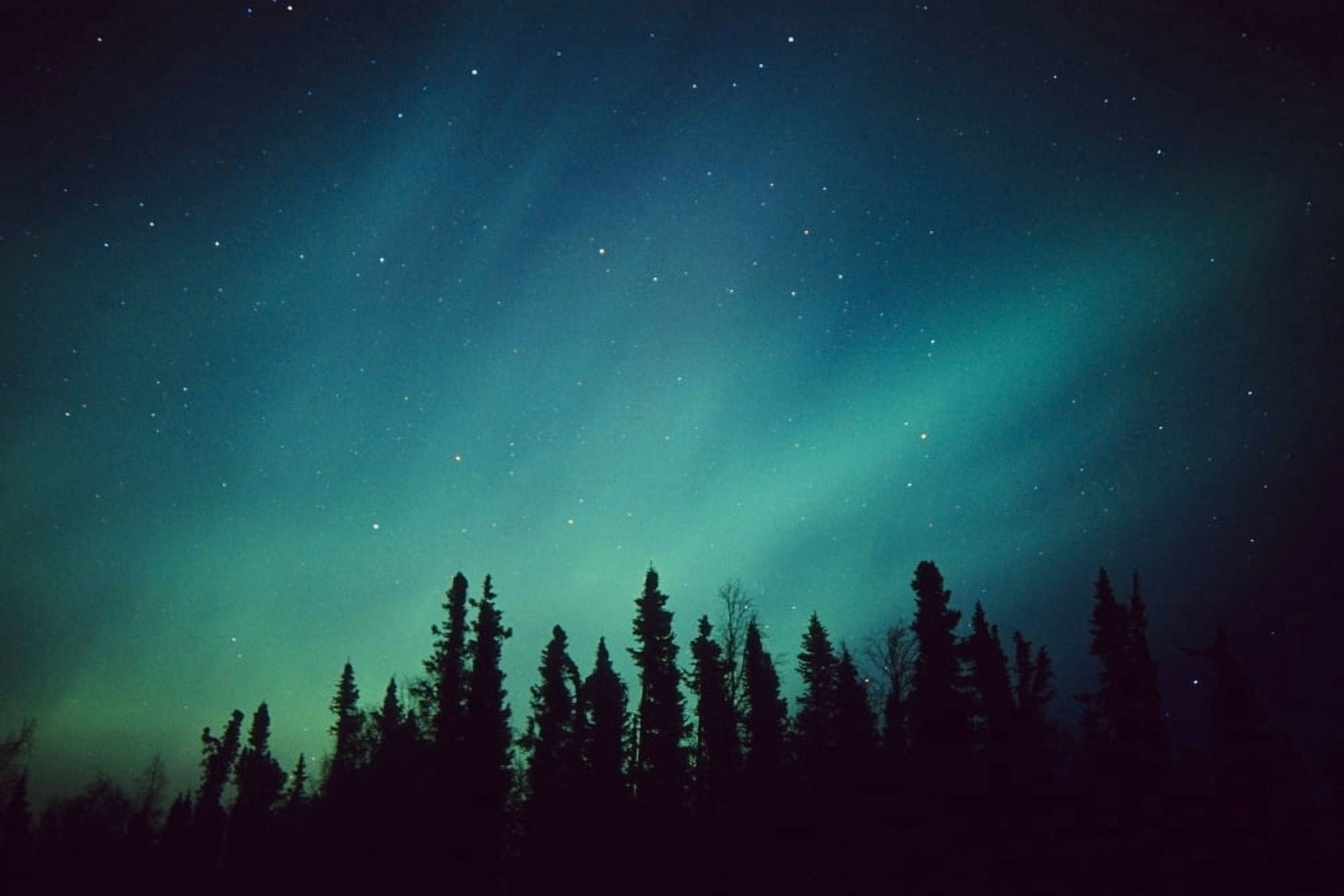 Northern Lights Over Black Spruce Forest During Winter In Southcentral Alaska Canvas Art - Greg Hensel Design Pics (17 x 11)
