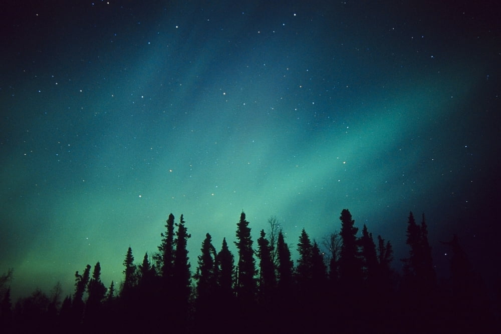 Northern Lights Over Black Spruce Forest During Winter In Southcentral Alaska Canvas Art - Greg Hensel Design Pics (34 x 22)