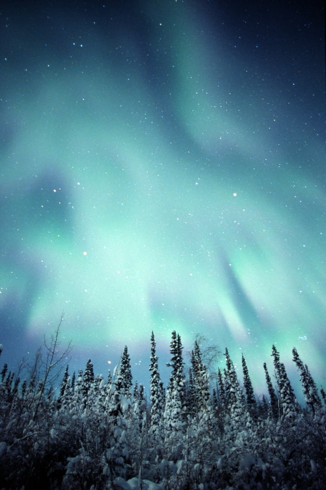 Northern Lights Over Snow Covered Trees Along Dempster Highway Yukon Canvas Art - Robert Postma Design Pics (12 x 18)