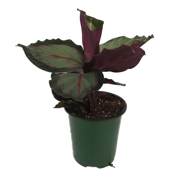 'Northern Lights' Prayer Plant - Calathea Roseopicta - 3.5" Pot