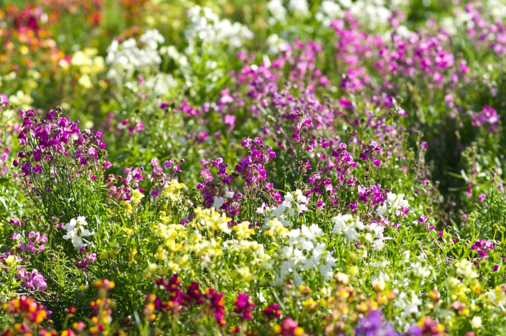 Northern Lights Toadflax Flower Seeds (Linaria maroccana) H2FSD- Non ...