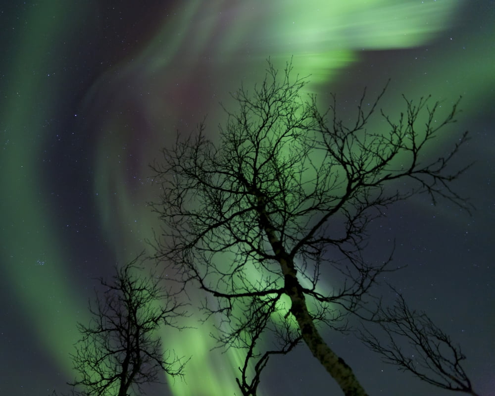 Northern Lights in the arctic wilderness Nordland Norway Canvas Art - Arild HeitmannStocktrek Images (16 x 13)
