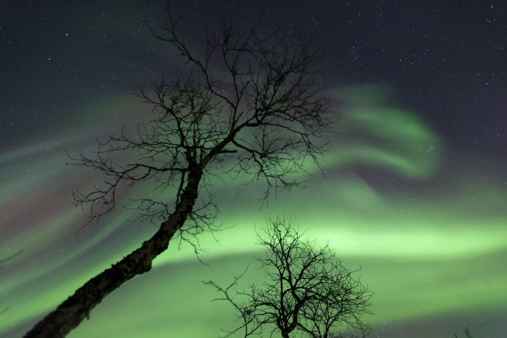 Northern Lights in the arctic wilderness Nordland Norway Canvas Art - Arild HeitmannStocktrek Images (34 x 23)