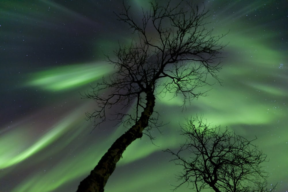 Northern Lights in the arctic wilderness Nordland Norway Canvas Art - Arild HeitmannStocktrek Images (34 x 23)
