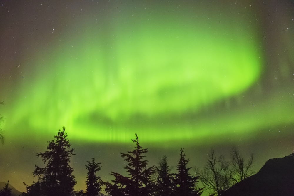 Northern Lights in the sky above Moose Pass silhouetted trees and the Kenai Mountains Fall Chugach National Forest Southcentral Alaska USA Canvas Art - Kevin Smith Design Pics (38 x 24)