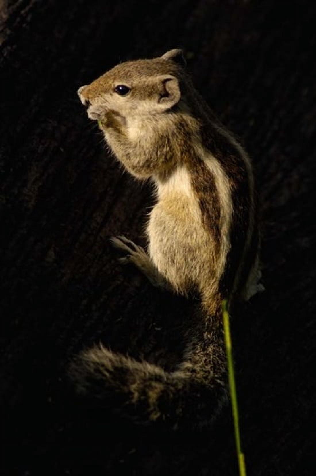 Northern Palm Squirrel Bharatpur NP Rajasthan INDIA Canvas Art - Pete Oxford DanitaDelimont (24 x 36)