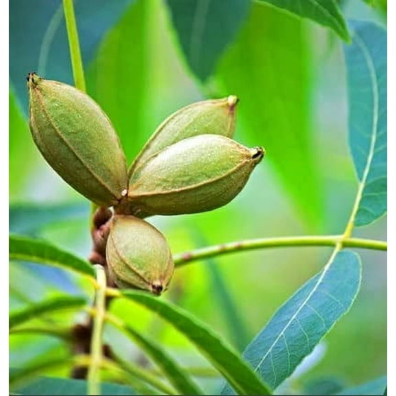 Northern Pecan Trees for Planting | Live Tree Seedlings | No Ship to California (3 Trees)