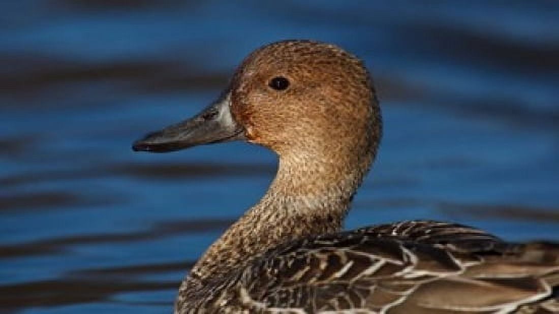 Northern Pintail Hen George C Reifel Migratory Bird Sanctuary Westham Island British Columbia Canada Canvas Art - Rick A Brown  DanitaDelimont (29 x 16)