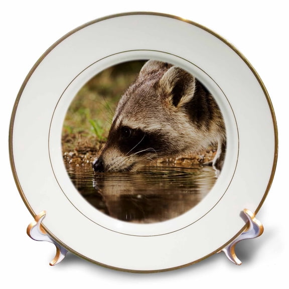 3dRose, Northern Raccoon wildlife, Hill Country, Texas - NA02 RNU0709 - Rolf Nussbaumer, 8 inch Porcelain Plate