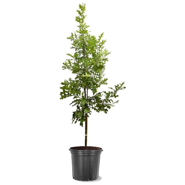 Northern Red Oak Tree, Vibrant Foliage, Deciduous, Tall, Acorn