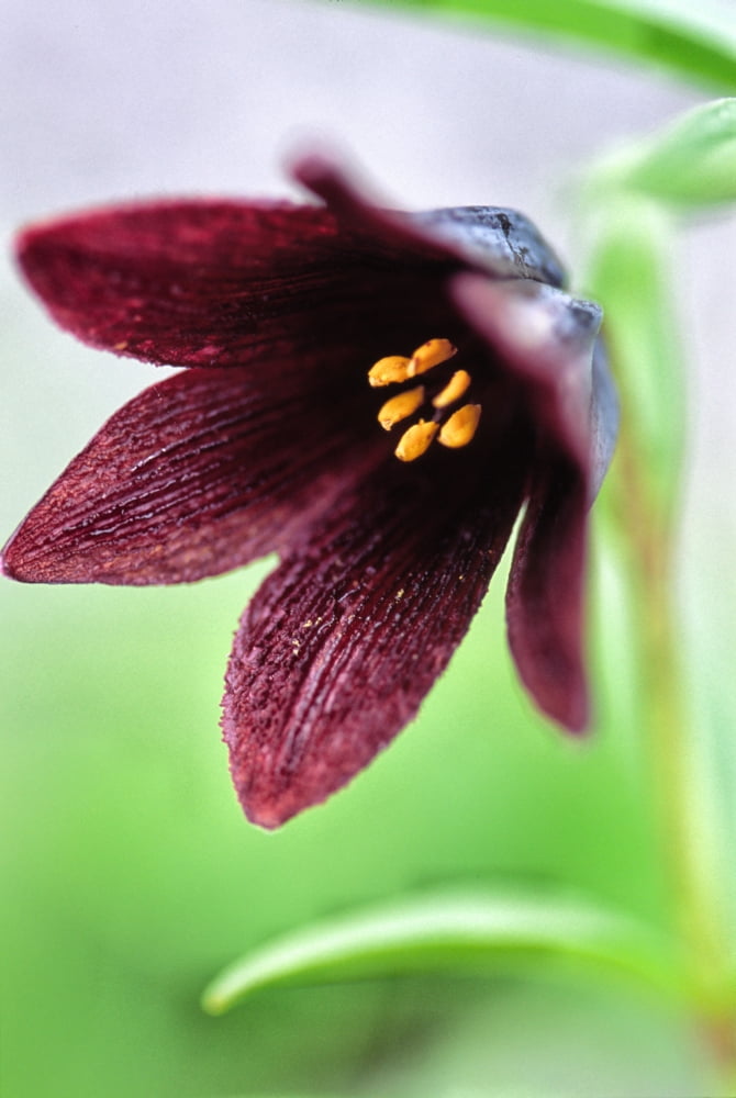Northern Rice Root (Fritillaria Camschatcensis) Canvas Art - Robert Postma Design Pics (24 x 34)