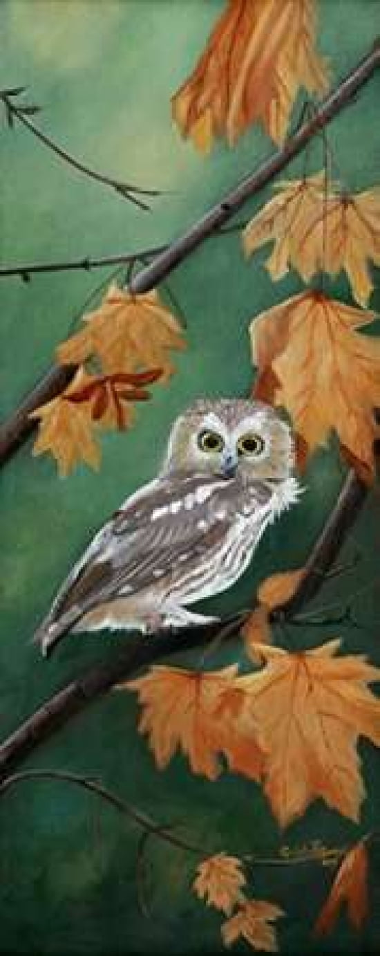 Northern Saw Whet Canvas Art - Julie Peterson (24 x 48)
