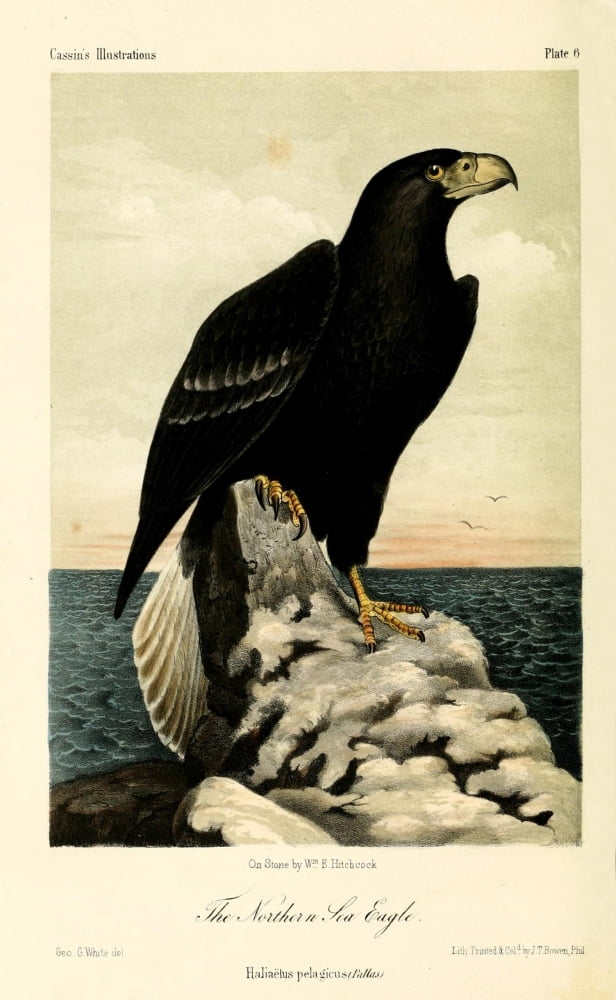 Northern Sea Eagle Canvas Art - WE Hitchcock (18 x 24)