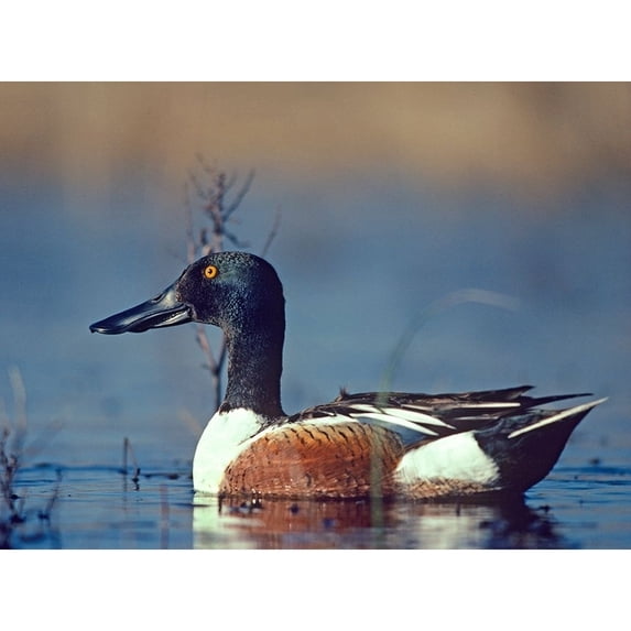 Northern Shoveler Drake by Tim Fitzharris Poster Print