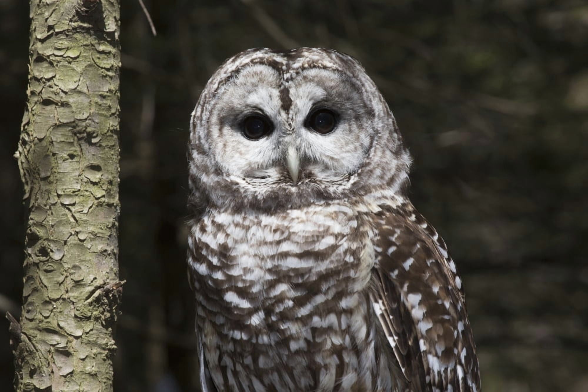 Northern barred owl perched on birch limb Connecticut USA Canvas Art - Lynn Stone Design Pics (19 x 12)