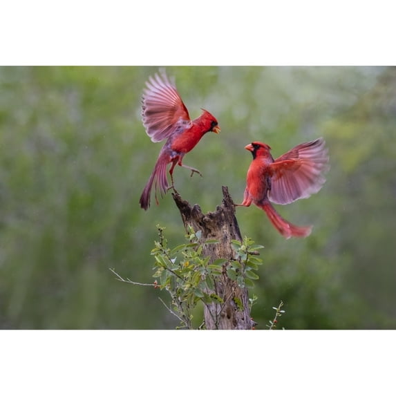 Northern cardinal males fighting. Poster Print by Larry Ditto (24 x 36)