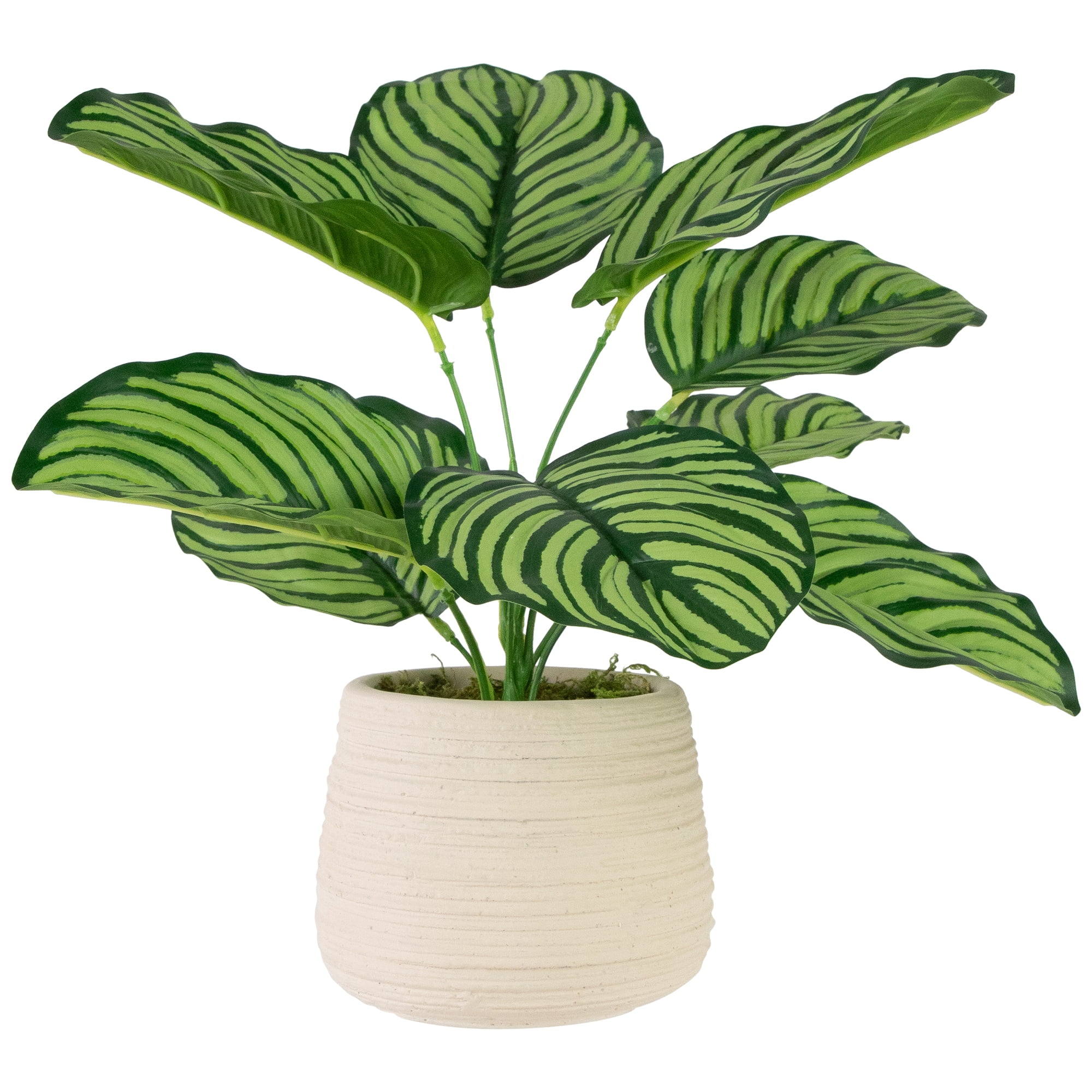 Northlight 13" Artificial Prayer Plant in Beige Ceramic Pot