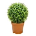 thumbnail image 1 of Northlight 20.5" Boxwood Ball Topiary Artificial Potted Plant - Green, 1 of 1