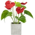 thumbnail image 1 of Northlight Anthurium Spring Floral Artificial Plant in a Square Pot - 12" - Red, 1 of 5
