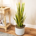 thumbnail image 1 of Northlight Artificial Potted Snake Plant - 38", 1 of 7