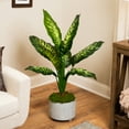 thumbnail image 1 of Northlight Artificial Variegated Dieffenbachia Leaf Potted Plant - 36", 1 of 7