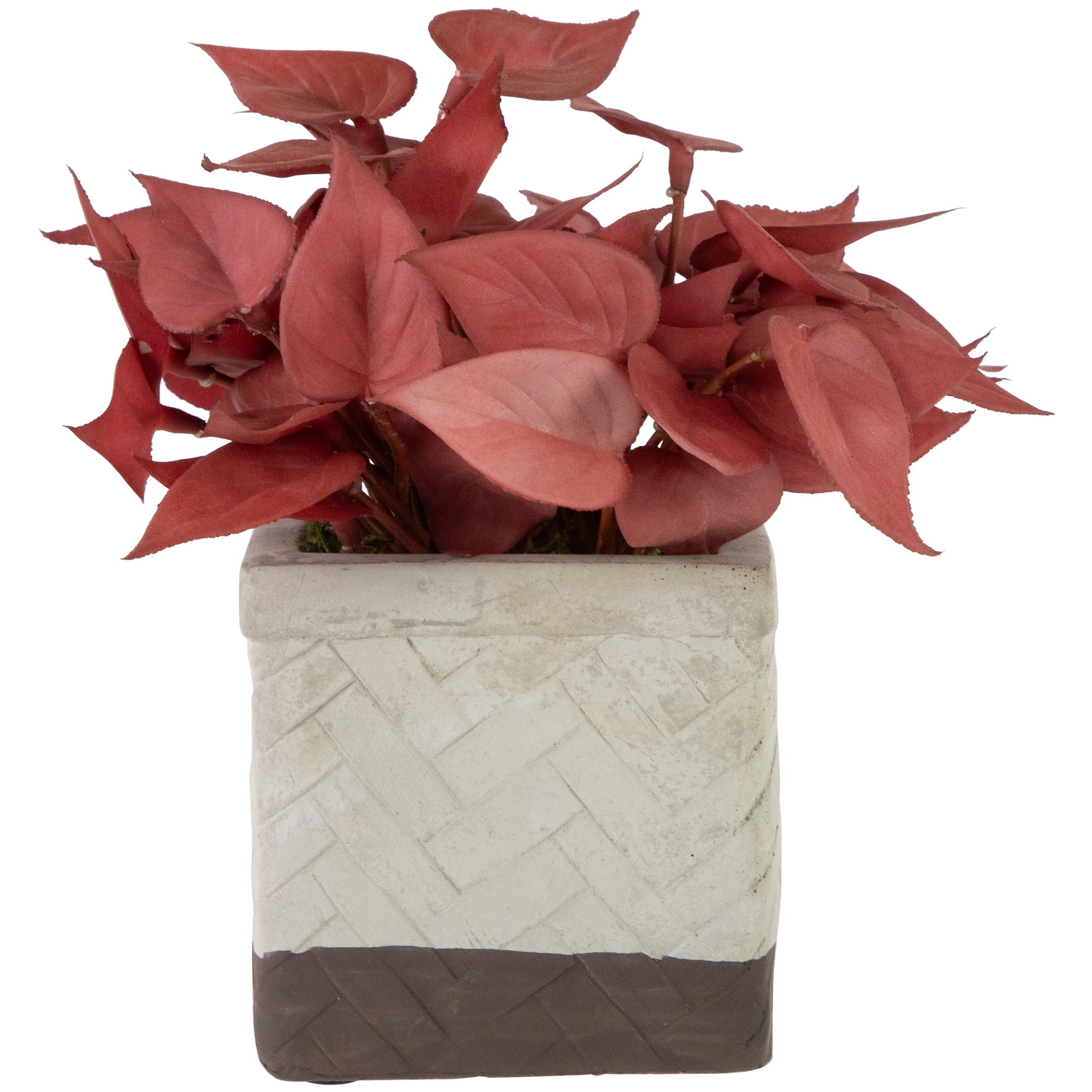Brick Red Artificial Peperomia Plant in Lattice Cement Pot