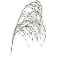 thumbnail image 1 of Northlight Weeping Willow Artificial Christmas Spray - 47" - Silver, 1 of 3