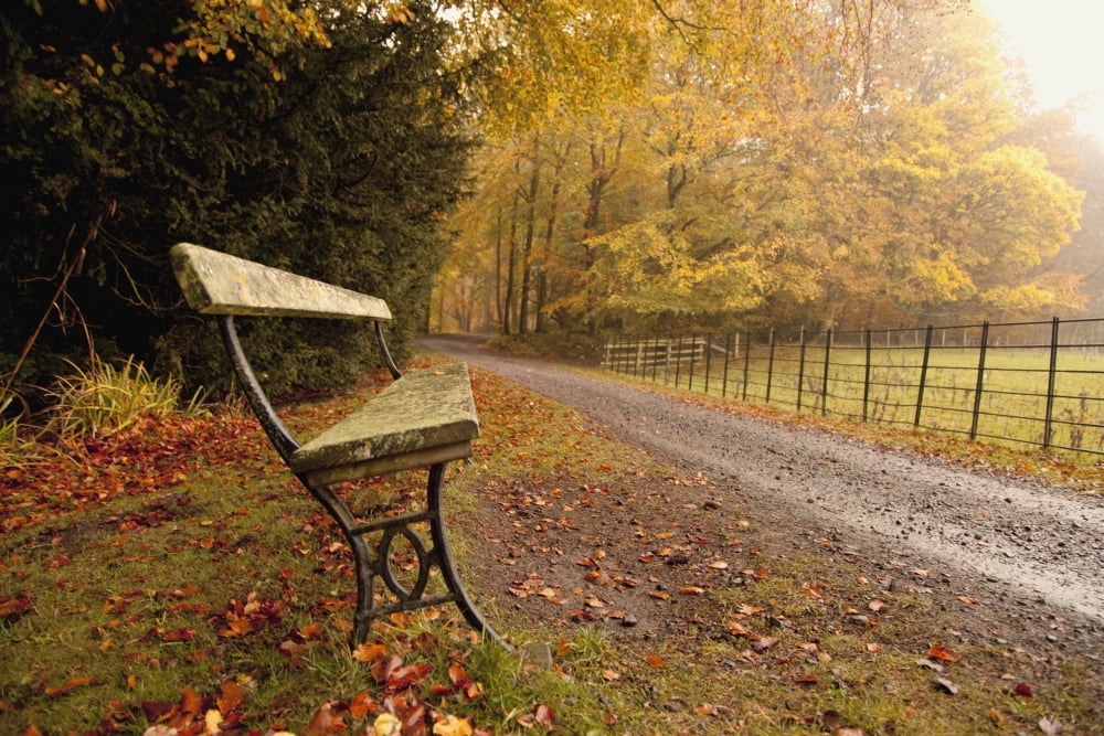 Northumberland England A Bench Along A Road In Autumn Canvas Art - John Short Design Pics (19 x 12)