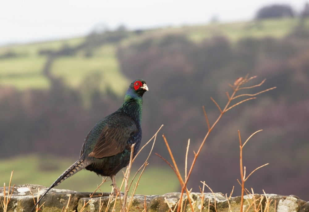 Northumberland England A Bird With A Red Patch Of Feathers Around Its Eye Canvas Art - John Short Design Pics (18 x 12)