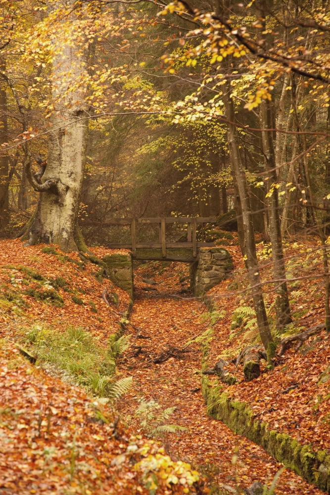 Northumberland England A Creek Through The Forest In Autumn With A Bridge Crossing Over It Canvas Art - John Short Design Pics (12 x 19)