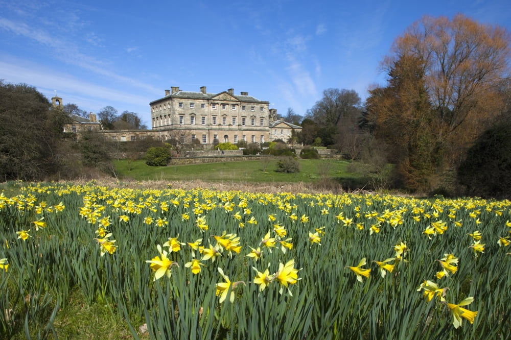 Northumberland England A Field Of Daffodils In Front Of Howick Hall Canvas Art - John Short Design Pics (19 x 12)