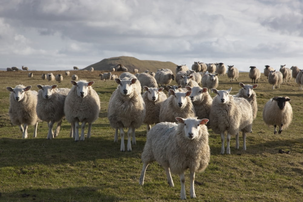 Northumberland England A Flock Of Sheep In A Field Canvas Art - John Short Design Pics (19 x 12)