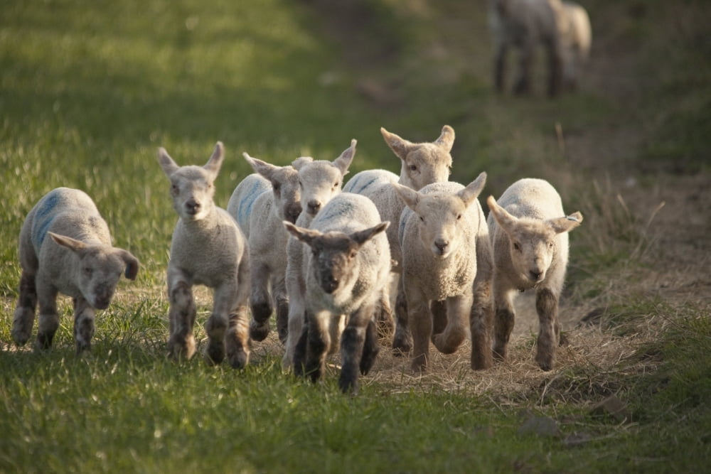 Northumberland England A Group Of Lambs Running Together Canvas Art - John Short Design Pics (19 x 12)