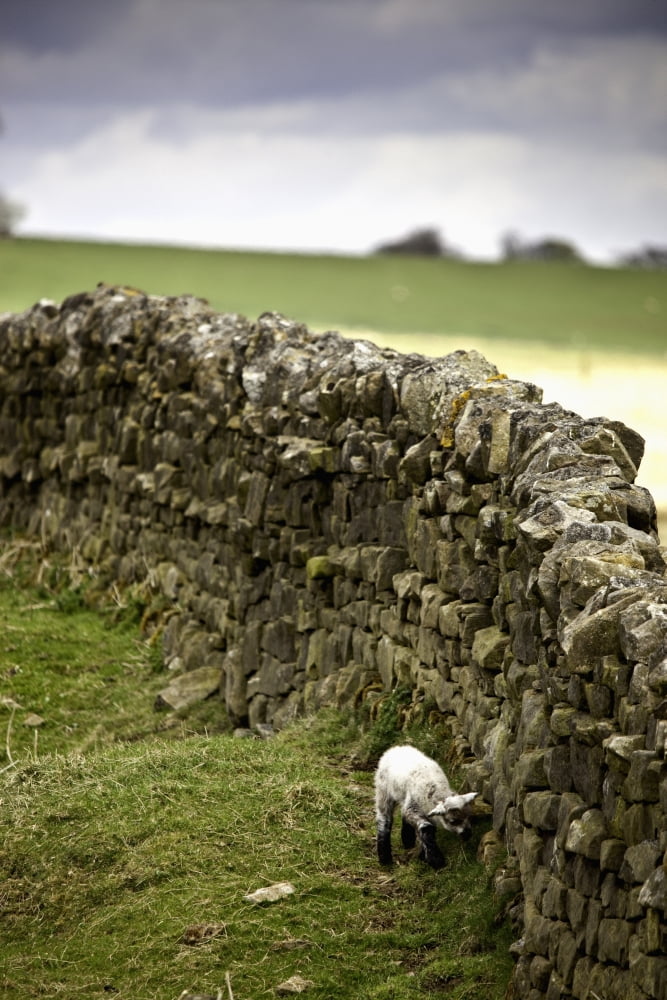 Northumberland England A Lamb Walking Along A Stone Wall Canvas Art - John Short Design Pics (24 x 38)