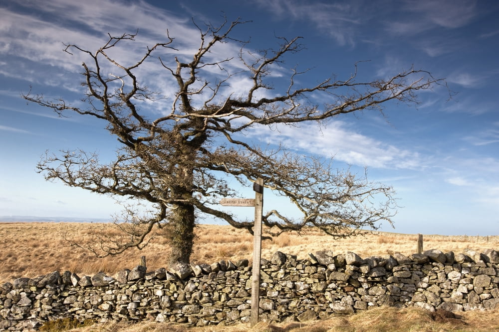 Northumberland England A Leafless Tree By A Stone Wall In A Field Canvas Art - John Short Design Pics (38 x 24)