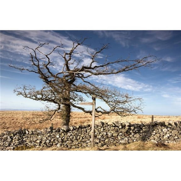 Northumberland - England - A Leafless Tree By A Stone Wall In A Field Poster Print