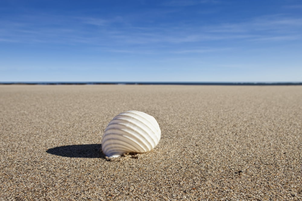 Northumberland England A Seashell On The Sand On Low Newton Beach Canvas Art - John Short Design Pics (38 x 24)