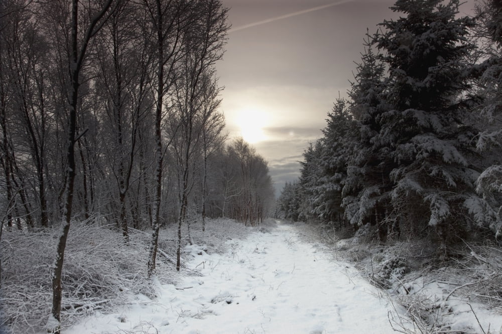 Northumberland England A Trail Leading Through The Woods In The Winter Canvas Art - John Short Design Pics (38 x 24)