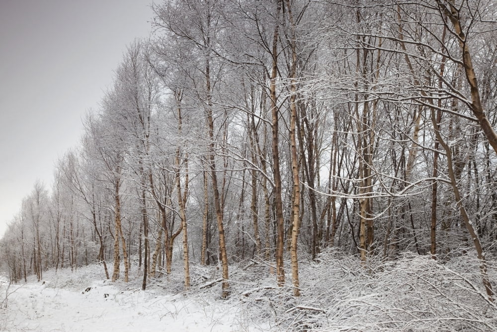 Northumberland England A Trail Lined With Trees In The Winter Canvas Art - John Short Design Pics (38 x 24)