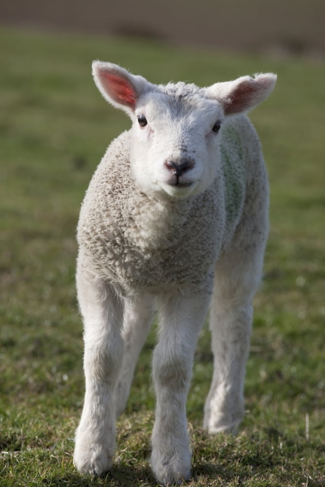 Northumberland England A White Lamb Canvas Art - John Short Design Pics (12 x 19)