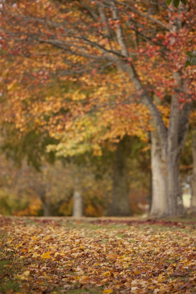 Northumberland England Autumn Colors On The Trees Canvas Art - John Short Design Pics (24 x 38)