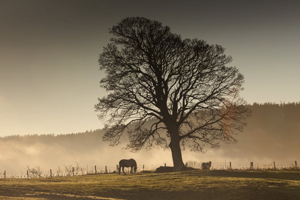 Northumberland England Horses Grazing In A Field Covered With Fog Canvas Art - John Short Design Pics (19 x 12)