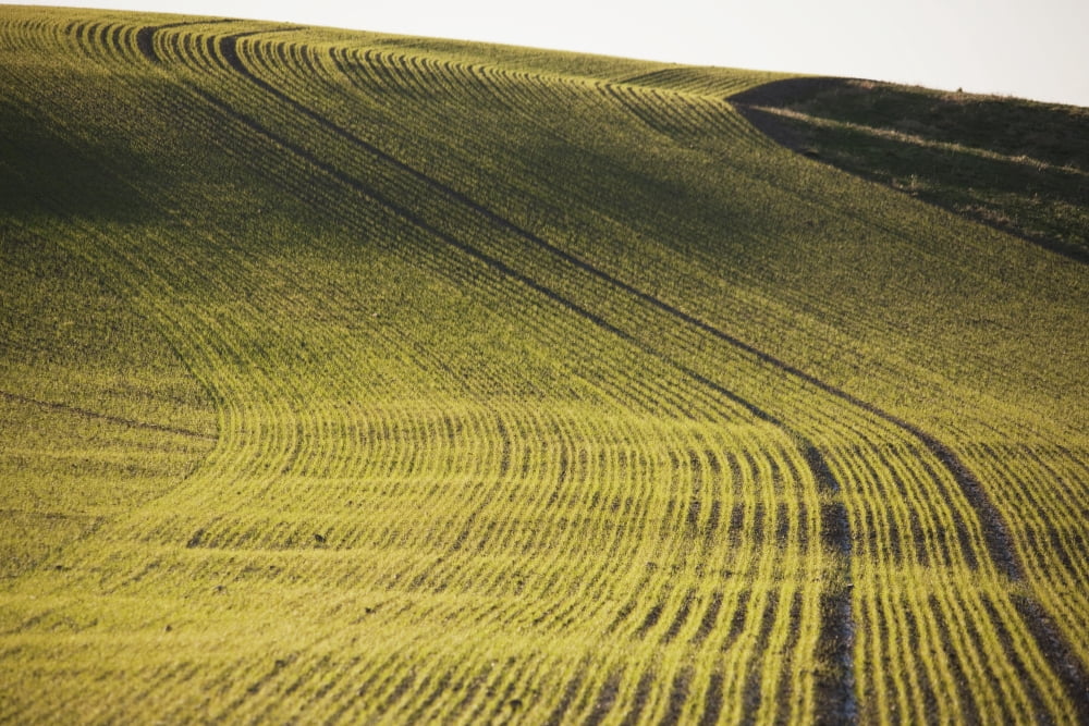 Northumberland England Rows Of A Crop In A Field Canvas Art - John Short Design Pics (38 x 24)