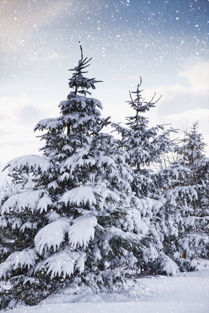 Northumberland England Snow-Covered Trees In The Falling Snow Canvas Art - John Short Design Pics (12 x 19)