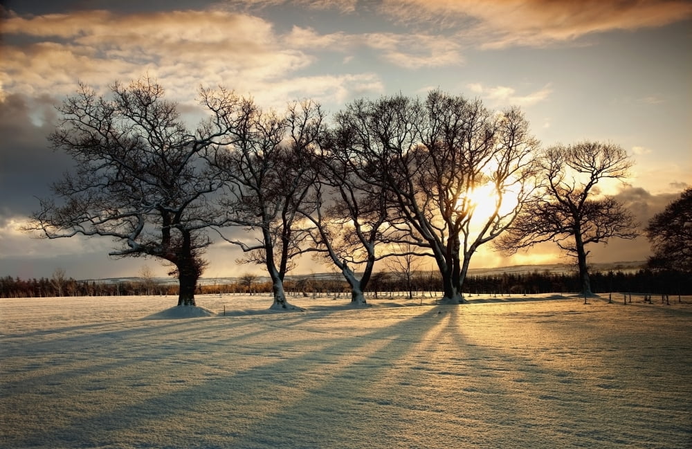 Northumberland England Sun Setting Over A Field And Trees Canvas Art - John Short Design Pics (19 x 12)