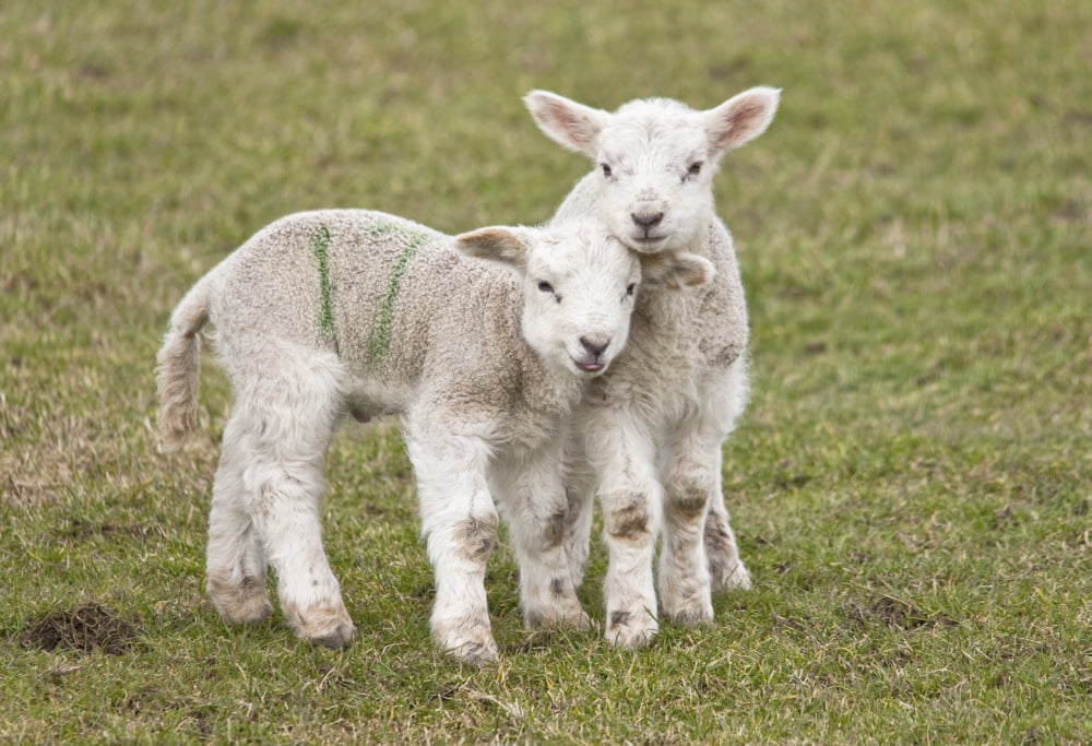 Northumberland England Two Lambs Canvas Art - John Short Design Pics (36 x 24)