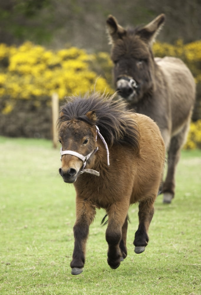 Northumberland England Two Ponies Running In A Field Canvas Art - John Short Design Pics (12 x 18)