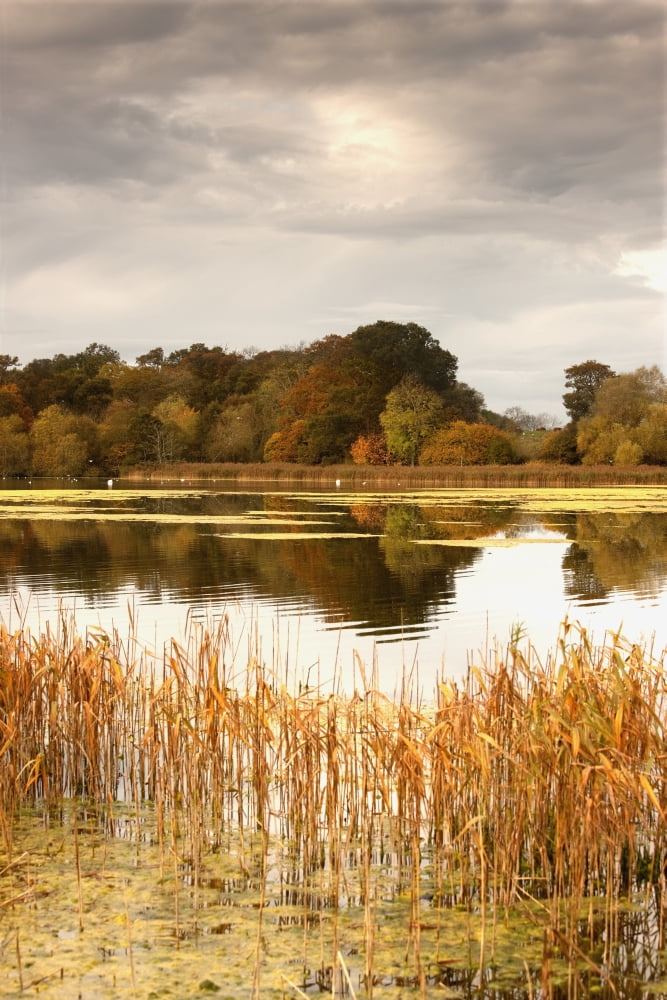 Northumberland England Water And The Shoreline In Autumn Canvas Art - John Short Design Pics (24 x 38)